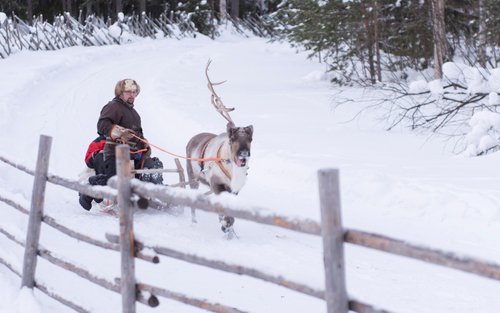 Reindeer Farm Experience in Rovaniemi