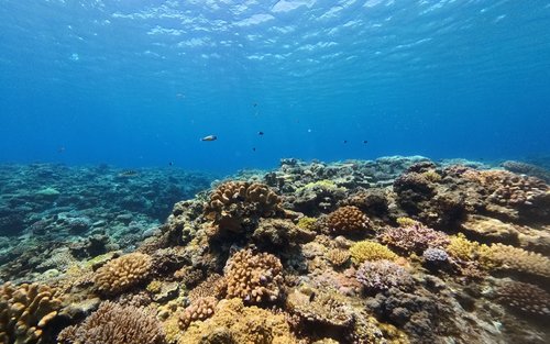 那霸庆良间半日浮潜体验