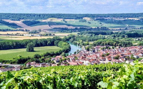 champagne vineyard