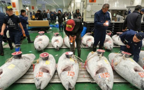 Tokyo Toyosu & Tsukiji Market 3-Hour Small Group Tour with Tuna Tasting
