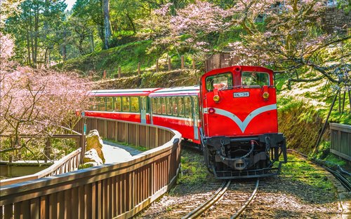 Chiayi: Alishan One-Day Tour (Departing from Taichung/Chiayi/Kaohsiung)