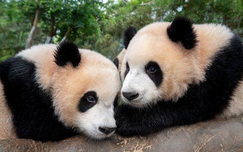 Pass Everland 1 jour