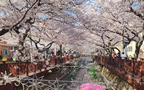 釜山のTOP10 花見（桜）（2026年）