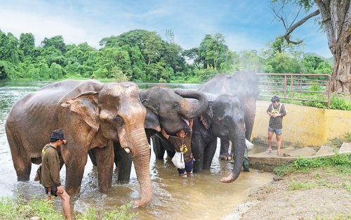 Kanchanaburi Elephant World Private Transfer From Bangkok