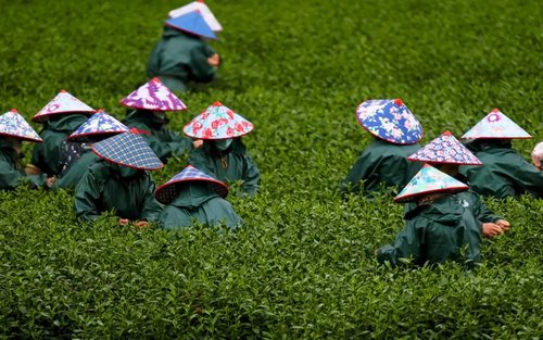 Hangzhou Longjing Tea Plantation Half-Day Interactive Tour