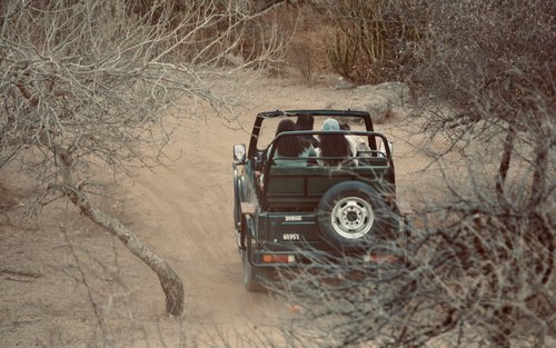 From Delhi/ Jaipur: Sariska Tiger Safari Day Trip 