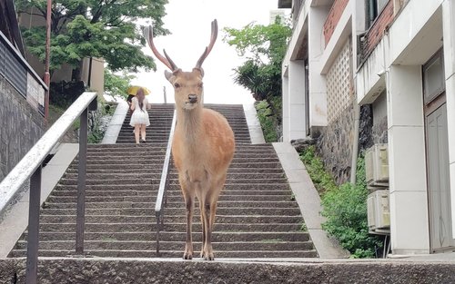 Nara Mount Wakakusa & Nara Park 2-Hour Private Walking Tour with Wild Deer