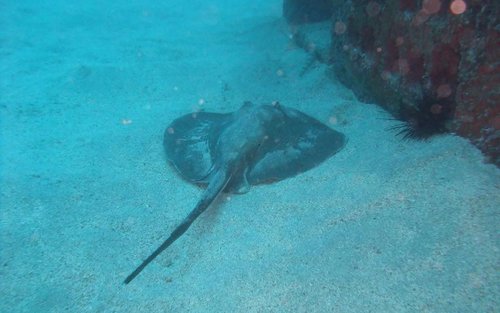 Gran Canaria's Aquatic Escapade: Half-Day Dive Trip with PADI Center