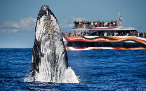 2-Hour Whale Watching Sydney Harbour Cruise