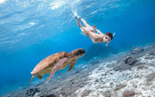 米瑞莎海龟浮潜：专家导游带领，保证 100% 看见海龟！