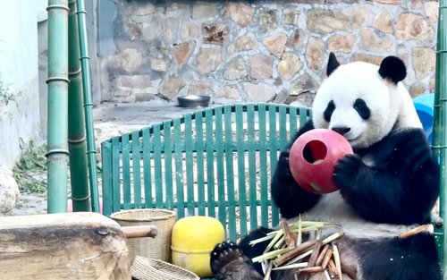 Tour privato di un giorno alla Grande Muraglia di Mutianyu e al sito UNESCO dei panda