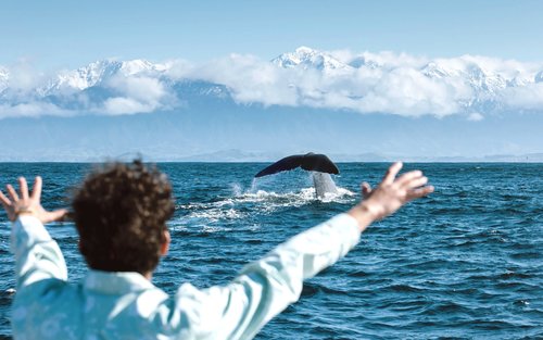 凯库拉赏鲸游船之旅