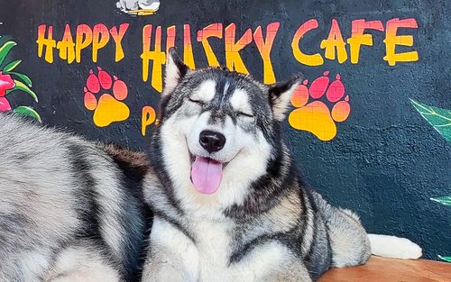 Happy Husky Cafe in Puerto Princesa