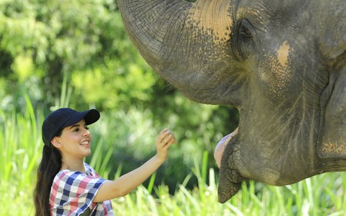 Elephant Retirement Park Chiang Mai Elephant Care Programs