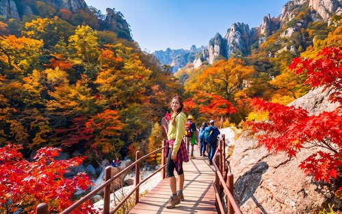 Nami Island & Gunung Seorak & Tur Musiman Alpaka