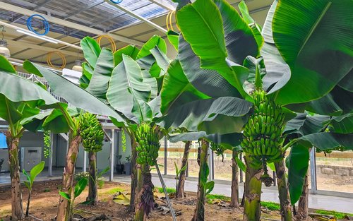 Asan Banana Village & Pinnacle Land Day Tour
