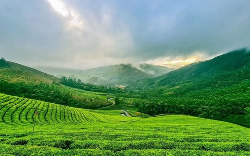 Kerala: Munnar, Thekkady & Alleppey – Private Tour 5 Hari