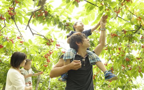 Ohashi Cherry Farm Admission + Fruit Picking in Furano Ashibetsu 