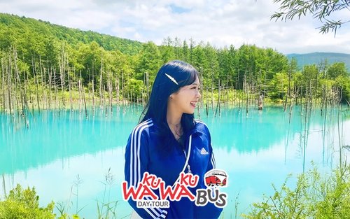 [한국인 투어 & 리뷰 이벤트]북해도 비에이 후라노 프리미엄 일일 버스투어 리무진 버스 VIP 와쿠와쿠1호선 삿포로