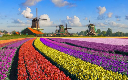 Zaanse Schans, the Hague, and Rotterdam day tour from Amsterdam