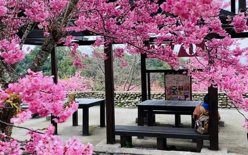 Taichung Fushoushan Farm & Lishan One-Day Tour