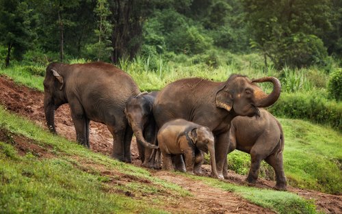 Elephant Jungle Sanctuary Chiang Mai Experience