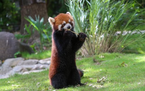 Shanghai Wild Animal Park Full-Day Private Tour with Tickets