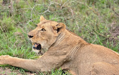 Półdniowa wycieczka do Parku Narodowego Nairobi i Giraffe Centre z karmieniem słoni