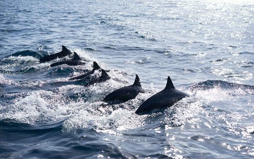 Panglao Island Hopping and Dolphin Watching Tour in Bohol