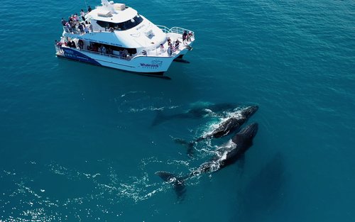 Pengalaman Melihat Paus dengan Whalesong Cruises di Hervey Bay