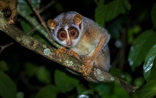 錫吉里耶私人夜間野生動物與螢火蟲體驗