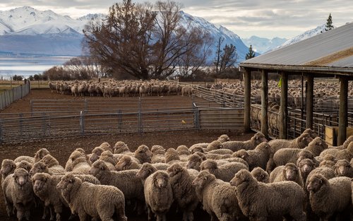 Mt Hay Farm Experience
