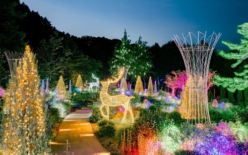 Tur Sehari Starlight Festival/Alpaca/Nami/Railbike dari Seoul