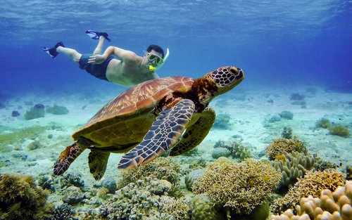 Снорклинг с китовыми акулами в Ослобе и тур к сардинам и черепахам на Себу