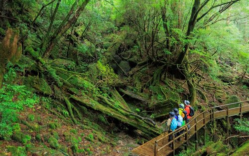鹿児島日帰りツアー：高速ジェットフォイルで行く世界遺産屋久島ハイキング
