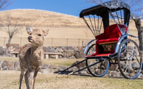 [Ebisuya Rickshaw] Prywatny przejazd rikszą w Narze