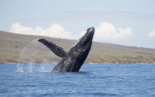 Whale Watching Cruise Experience from Maalaea Harbor by Quicksilver