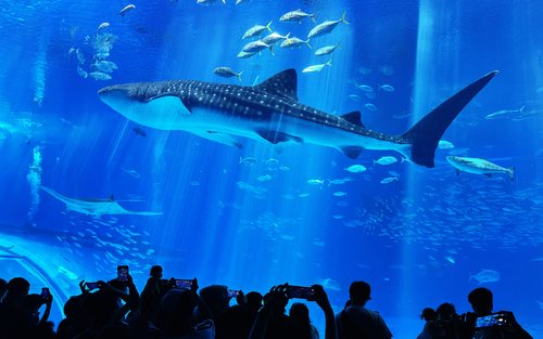 冲绳 Hip Hop Bus 观光巴士之旅：古宇利岛＆万座毛＆其他热门景点