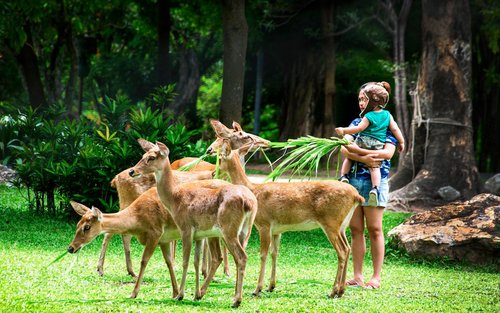 Khao Kheow Open Zoo Private Tour 