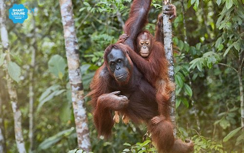 Kuching Semenggoh Nature Reserve Half-Day Tour