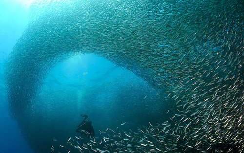 スキューバダイビング・シュノーケリング体験（ペスカドール島）