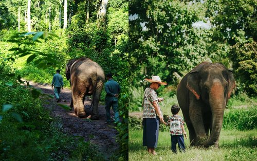 【私享团】云南西双版纳+普洱萌娃绿野6天5晚