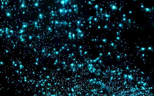 골드 코스트 스프링브룩 국립공원 반딧불이 야간 투어(중국어 가이드)