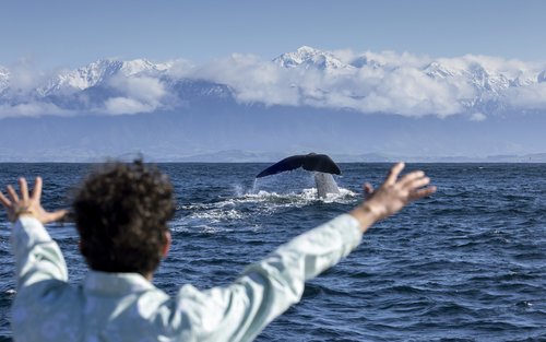 Kaikoura Small Group Whale Watch from Christchurch Tour