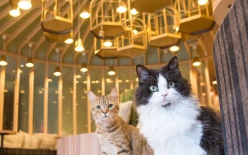 Cat Cafe MOCHA in Akihabara