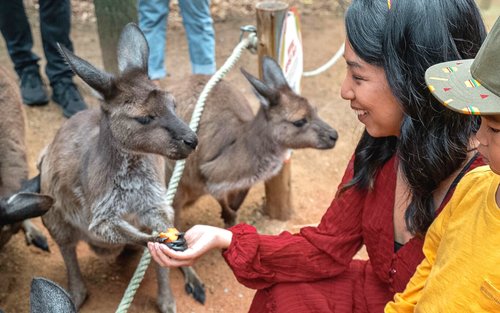 WILD LIFE Sydney Zoo Ticket