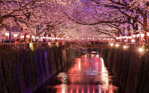 Nakameguro Evening Cherry Blossoms Viewing