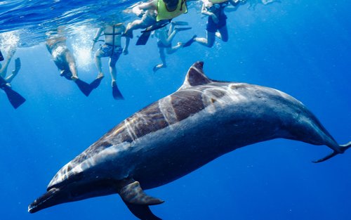 Dolphin Swim and Snorkel With Ocean Activities in Oahu
