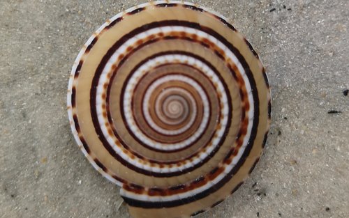 迪沙鲁海岸哥打丁宜潮汐池及海滩漫步