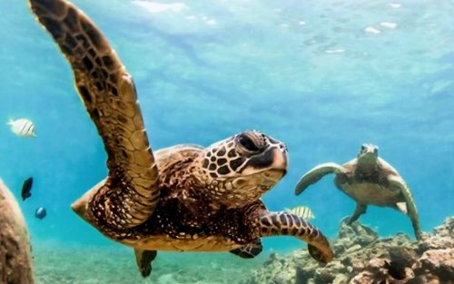 Oahu Circle Island Day Tour with Snorkeling & Malasadas in Hawaii 